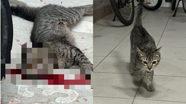 蔡厝港社区猫疑遭车祸死亡 引发动物安全关注