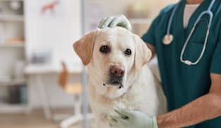 விலங்குநல மருத்துவர்களுக்குக் கடும் விதிமுறைகள்... விரைவில்!