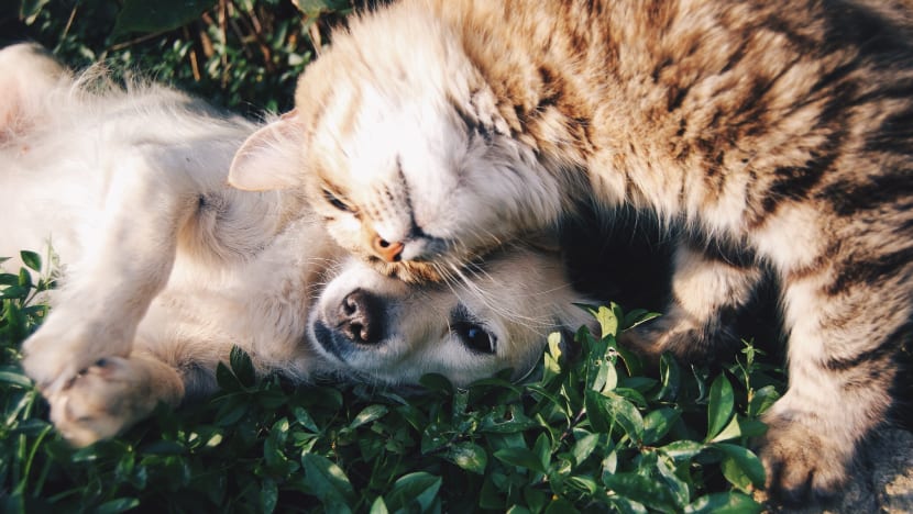 No evidence pets can spread Covid-19, owners need not surrender their animals: SPCA