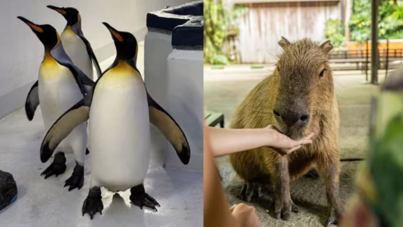 Mandai Wildlife Group sambut SG60 dengan pelbagai pengalaman baharu untuk pengunjung pada Jun Mandai Wildlife Group sambut SG60 dengan pelbagai pengalaman baharu untuk pengunjung pada Jun