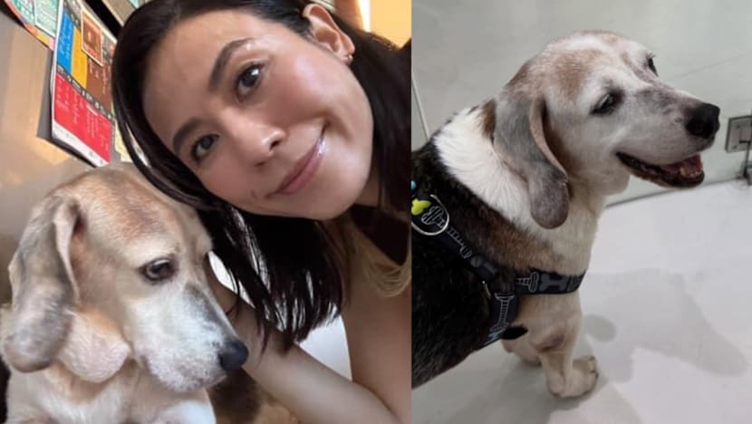 Jessica Hsuan Adopts 14-Year-Old Dog She Fostered During Super Typhoon Ragasa