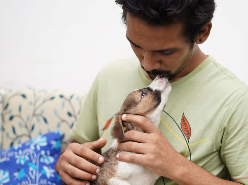 A team of Hungary- and Mexico-based researchers compared how dog and human brains process visual information.