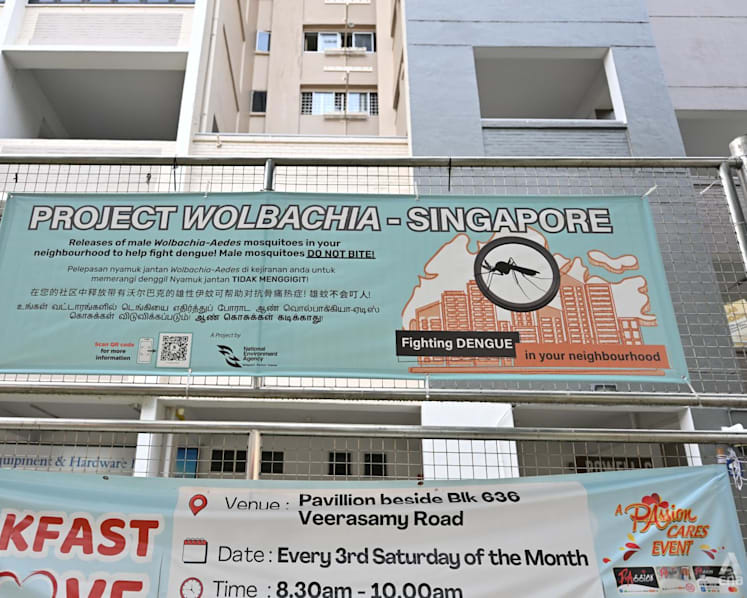 Commentary: 10 years and millions of mosquitoes later, Project Wolbachia did more than fight dengue