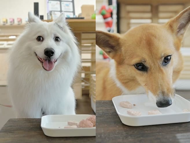 Not your typical pet food store – they do taste tests for dogs