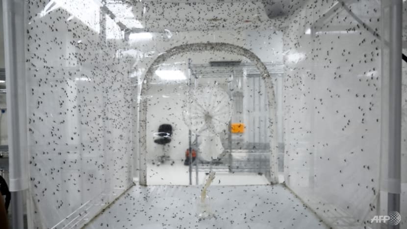 MSE beri jaminan nyamuk dilepaskan di bawah Projek Wolbachia tidak gigit