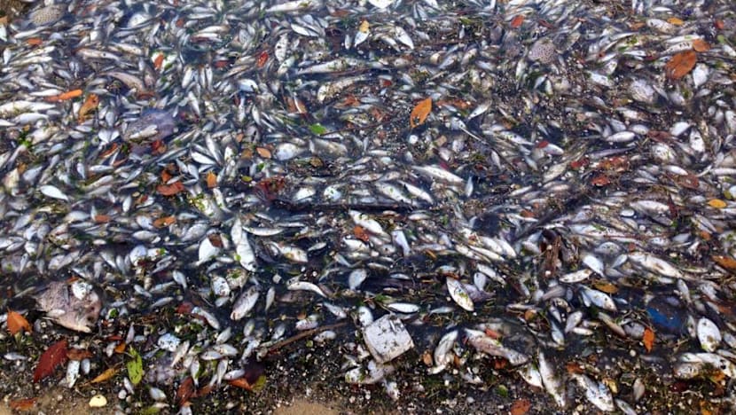 Worry about marine life mounts as more fish die