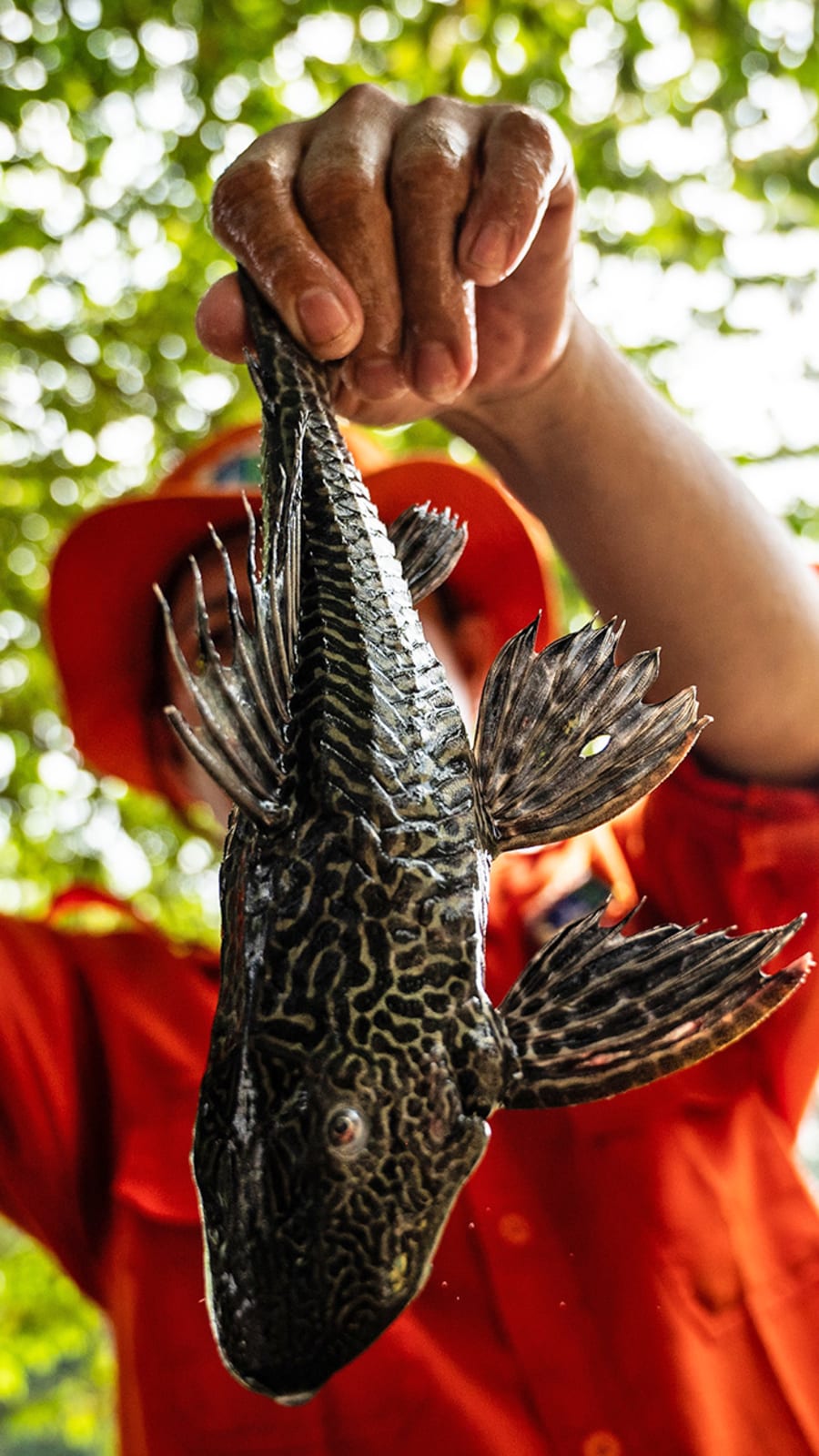 Why is it so hard for Southeast Asia to fight this invasive catfish?