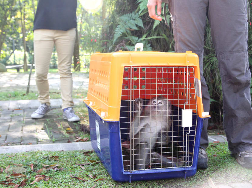 Behaviour modification proposed as solution to macaque problem
