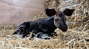 Male okapi calf at its den at rainforest wild adventure east. photo credit to mandai wildlife group 1