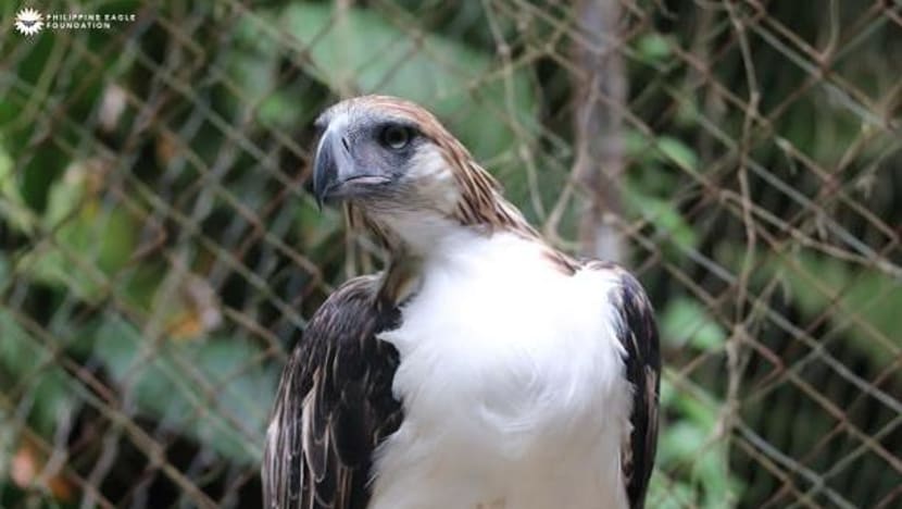 Philippine Eagle pair swoops into Singapore next month