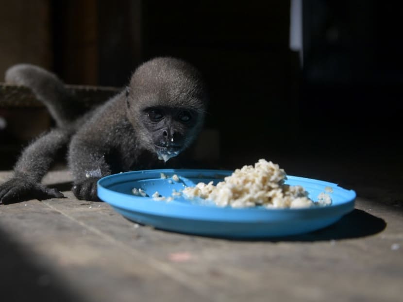 An infant woolly monkey (Lagothrix lagotricha) is fed during its rehabilitation at the Maikuchiga foundation in the indigenous community of Mocagua, near Leticia, Colombia on Nov 18, 2020. An infant woolly monkey (Lagothrix lagotricha) is fed during its rehabilitation at the Maikuchiga foundation in the indigenous community of Mocagua, near Leticia, Colombia on Nov 18, 2020.