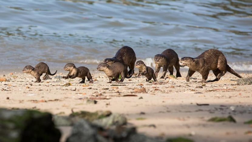 Strong support for tougher wildlife protection laws in Singapore: Survey