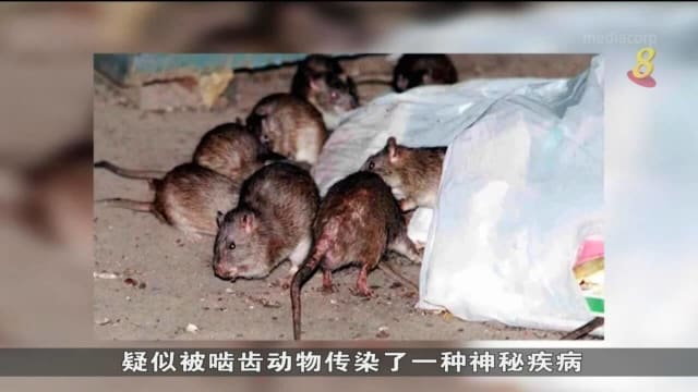 印尼八人疑似被啮齿动物传染神秘疾病