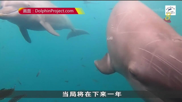 印尼三只宽吻海豚在当地政府支持下重获自由