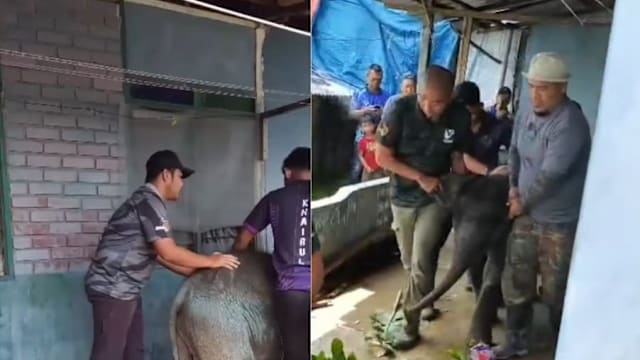 柔佛小象闯入垦殖区获居民照料 被送返森林时“耍赖”不肯上车