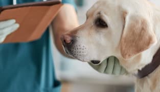 Singapore passes Bill to set up Veterinary Council, raise sector standards 