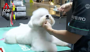 Pet grooming industry: Association working on consistent, clearer pathways to qualify as groomer 