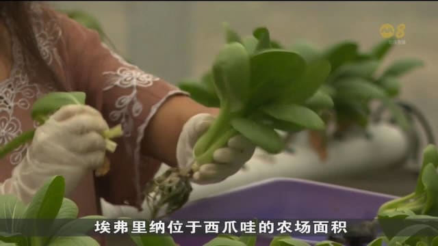 印尼正同私人领域合作 以确保粮食供应稳定