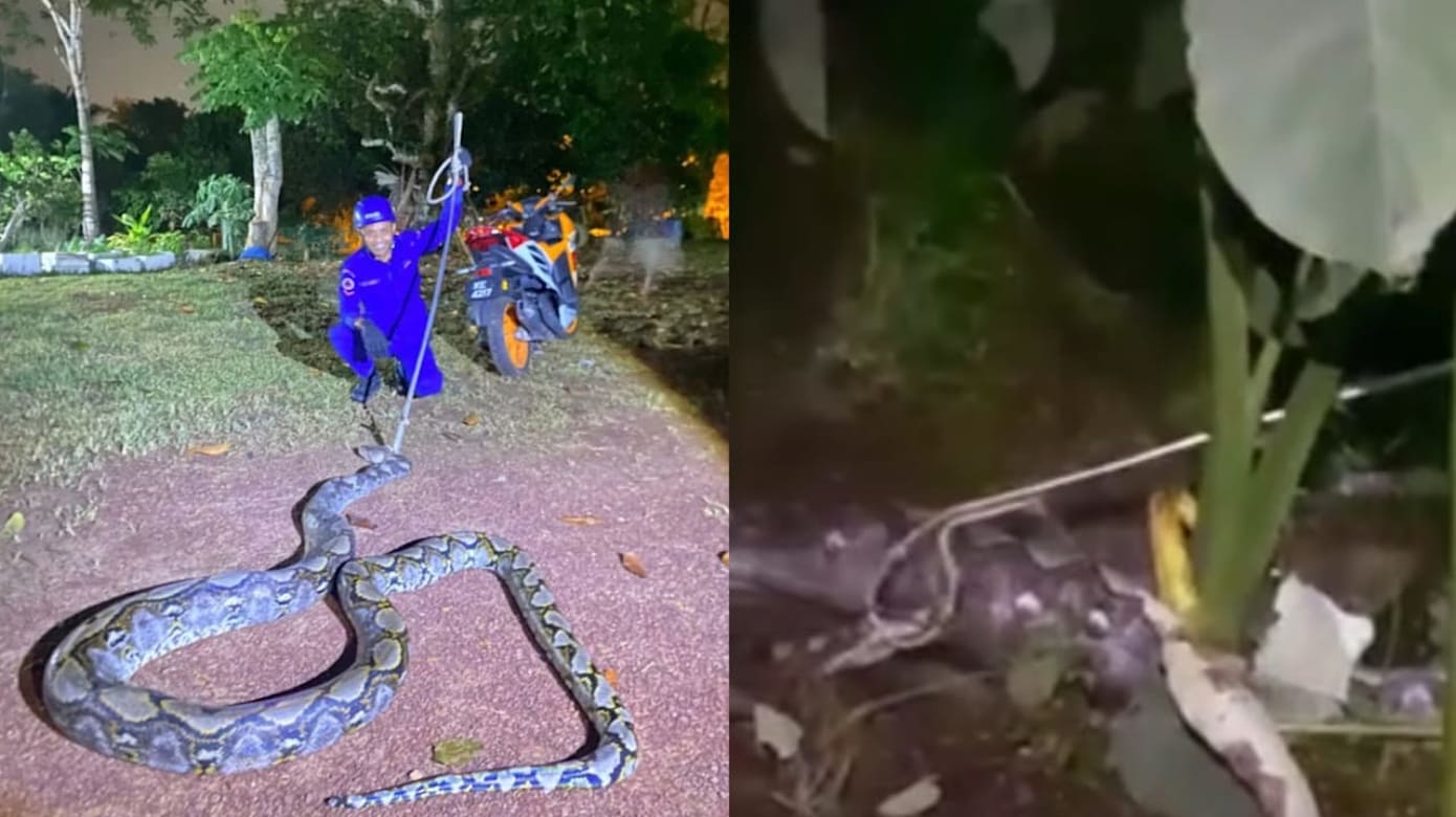 45公斤巨蟒吞牛 马国油棕园惊现骇人场面
