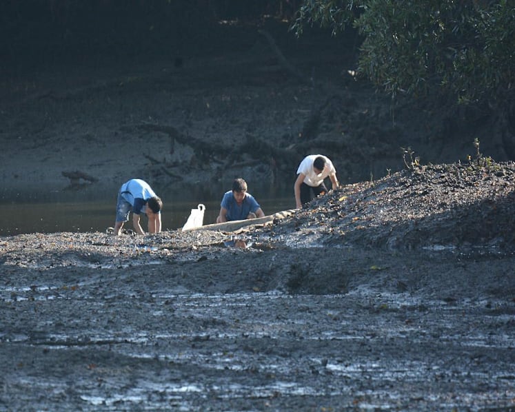 Trio seen allegedly poaching for shellfish and crabs at Sungei Buloh Wetland Reserve