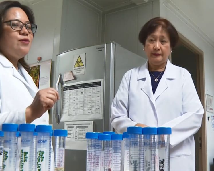 Scientists hope to bank on local vaccine as leptospirosis cases hit 5-year high in Philippines