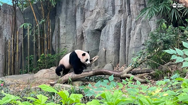 从叻叻出生就照顾至今 饲养员：欣慰它变得独立 
