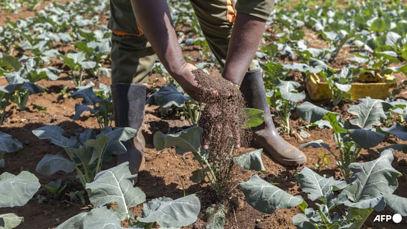 World's soils deteriorating while solutions go unused: UN