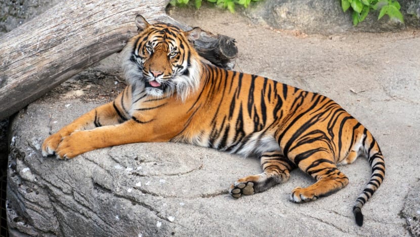 Danish zoo in hot water over public call for animals as food Danish zoo in hot water over public call for animals as food