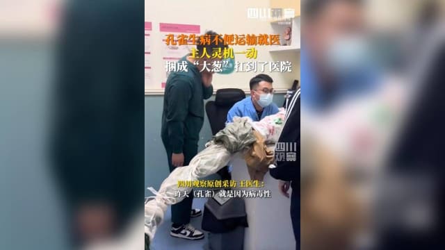 中国兽医院惊现“一捆大葱” 原来是孔雀来看病