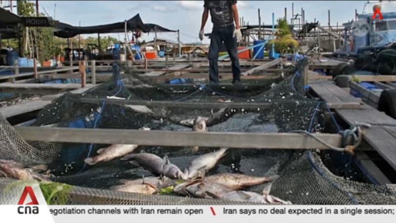 Singapore building model to predict algae blooms that threaten fish supply