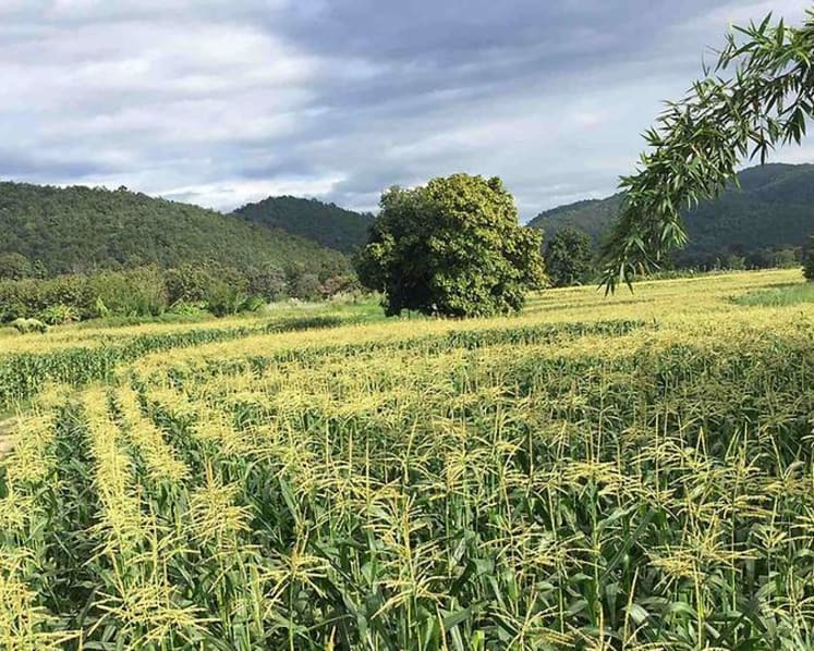 Banyan Tree opens organic farm in Thailand with Michelin-starred chef
