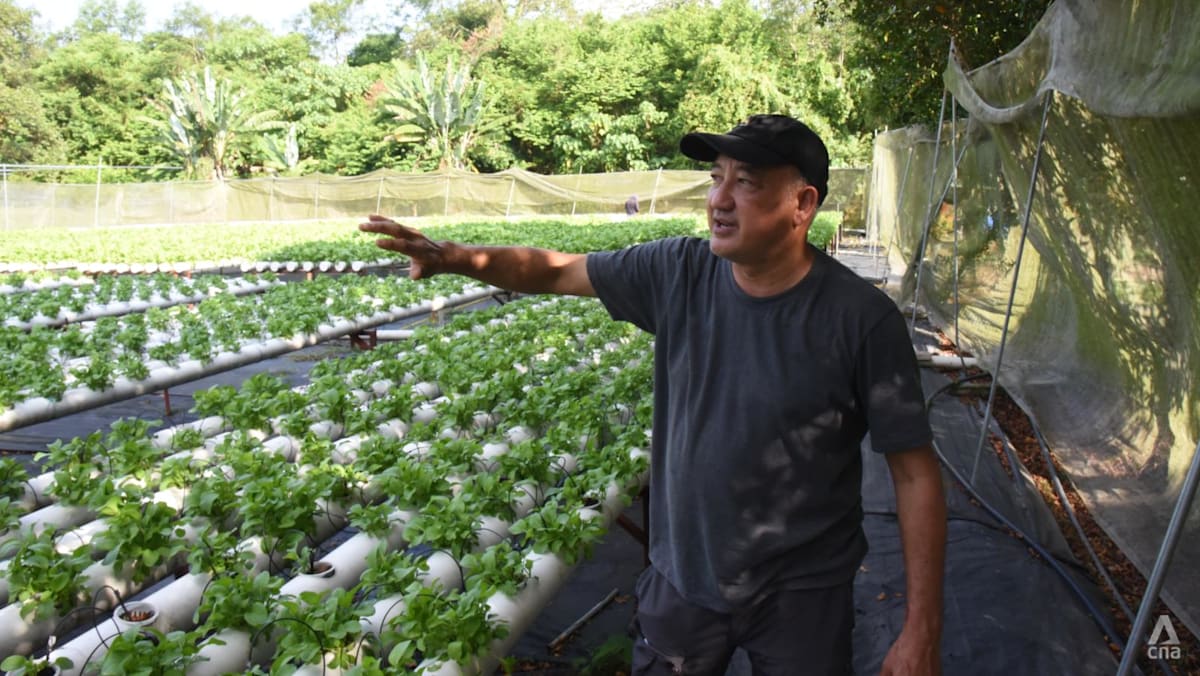 Vegetable farmers in Malaysia brace for lower crop yield as El Nino and haze loom
