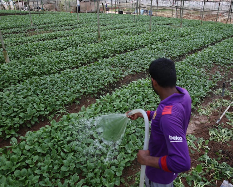 Involve more Singaporeans in national effort to ramp up homegrown produce