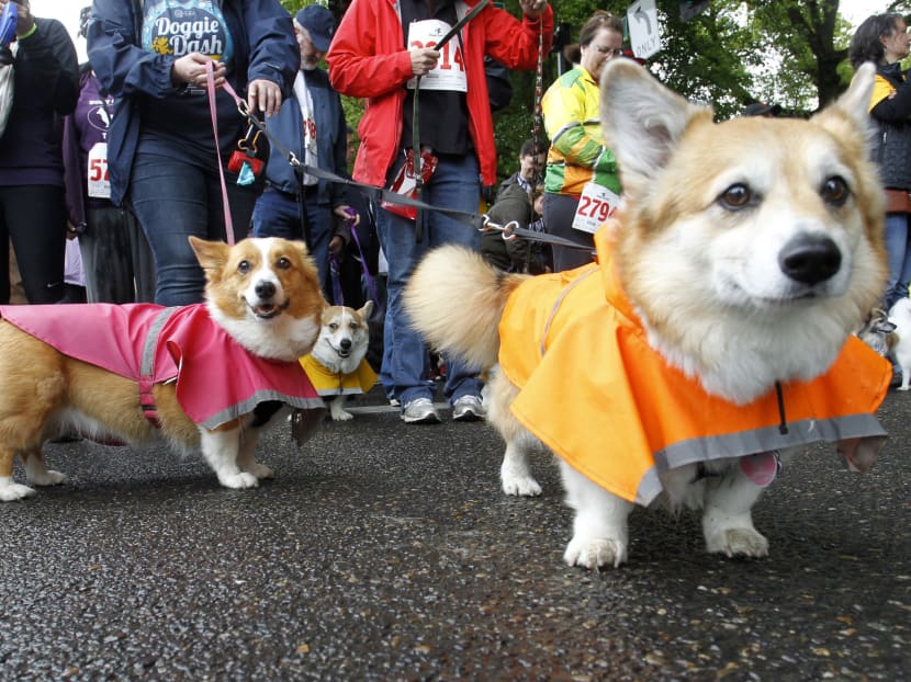 6 dogs that will never be cast as the lead in a TV show