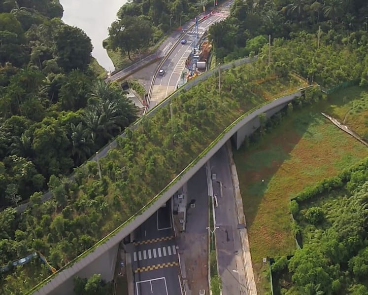 The Big Read: Saving Singapore’s endangered species, one 'animal bridge' at a time