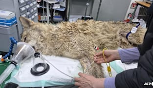 Escaped wolf in South Korea recaptured, returned to zoo