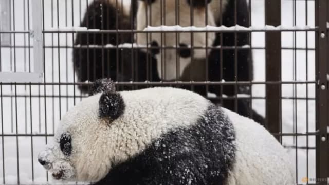 芬兰动物园负担不起饲养费用 将大熊猫归还给中国