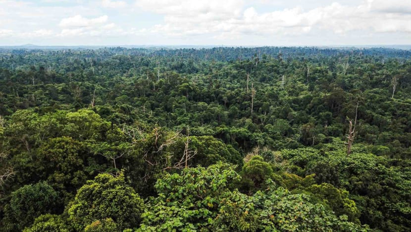 Commentary: Carbon markets can make responsible firms bear costs of climate change