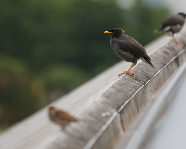 S$3,000 fine for ‘recalcitrant bird feeder’ who fed wild doves, mynahs from her car