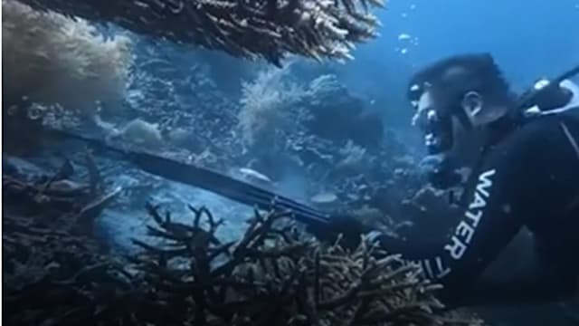 涉嫌射杀受保护海龟并食用 中国潜水客接受印尼警方调查