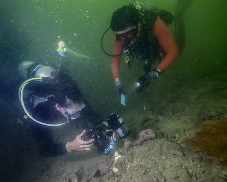 Are there sharks in Singapore? Volunteer divers to survey local reefs, document biodiversity