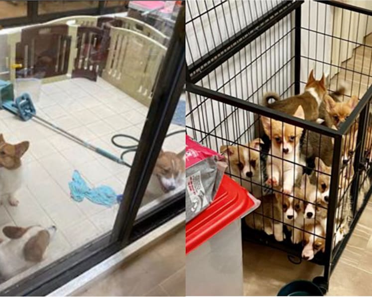 AVS seizes 19 dogs, including corgis, from illegal dog breeder
