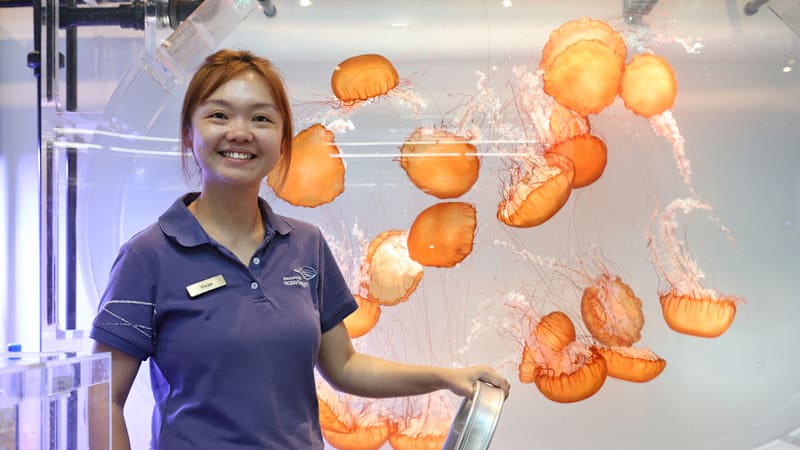 Meet the 'mother' of sea jellies at Singapore Oceanarium