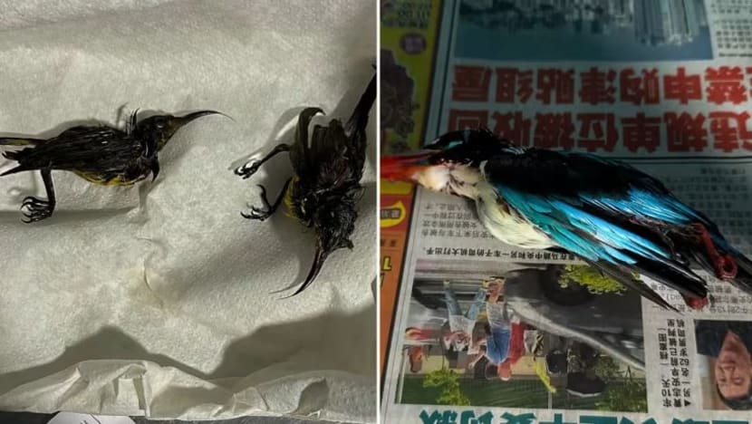 Burung terperangkap dek gam; Taman di Persisiran tidak bertolak ansur terhadap pemburuan haram