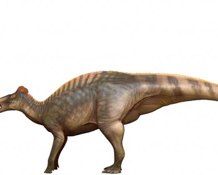 Wyoming dinosaur 'mummies' reveal a surprise: hoofed feet