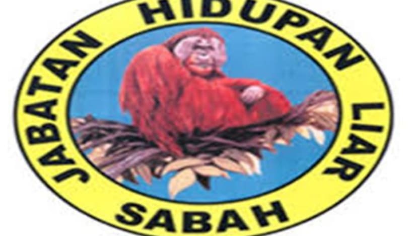 Lebih 70 peluru ditemui pada bangkai gajah pygmy di Sabah