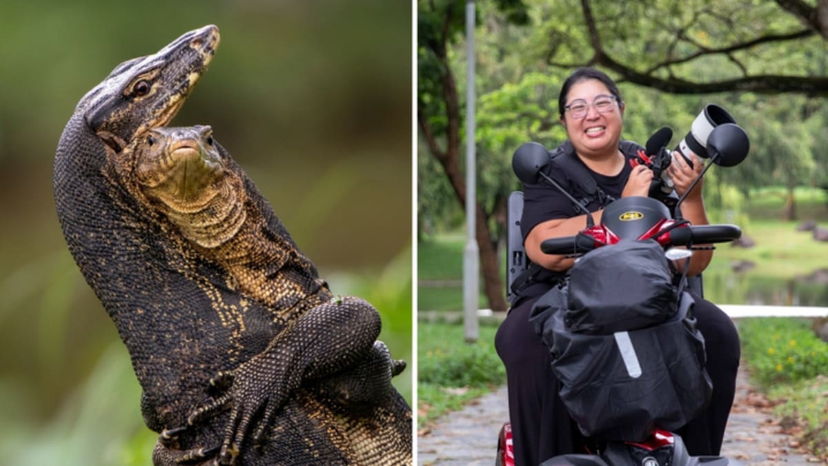 Battle under the heron’s nest: Bishan-Ang Mo Kio park photo earns spot in Comedy Wildlife Awards finals
