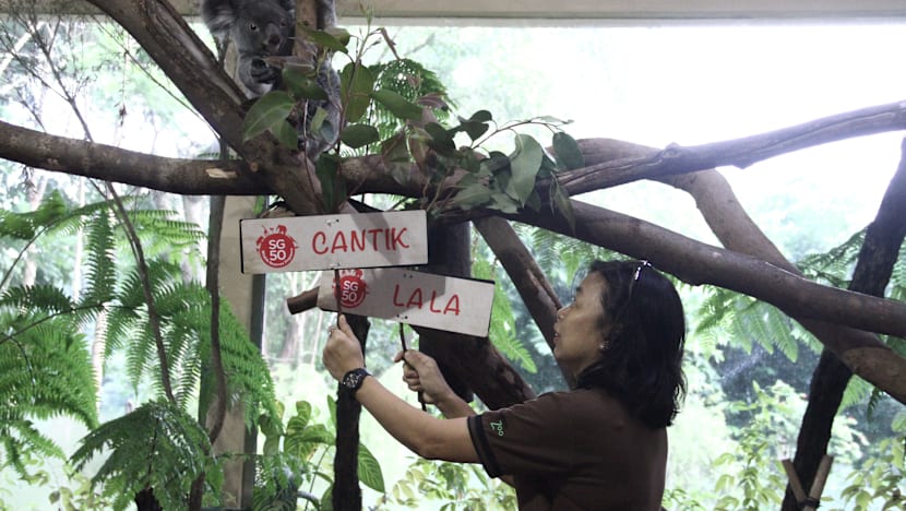 Koalas at the zoo now have Singapore nicknames