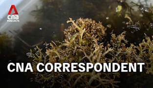 CNA Correspondent - The hidden costs of Indonesia's seaweed success