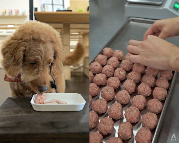 Cooked pet food in Singapore: 10 stores that could convince you to ditch the kibbles
